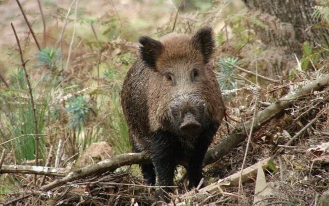 Lei que autoriza caça sustentável de javalis é sancionada em Santa Catarina
