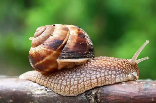 Vigilância Epidemiológica de Blumenau orienta sobre aparecimento de caramujos