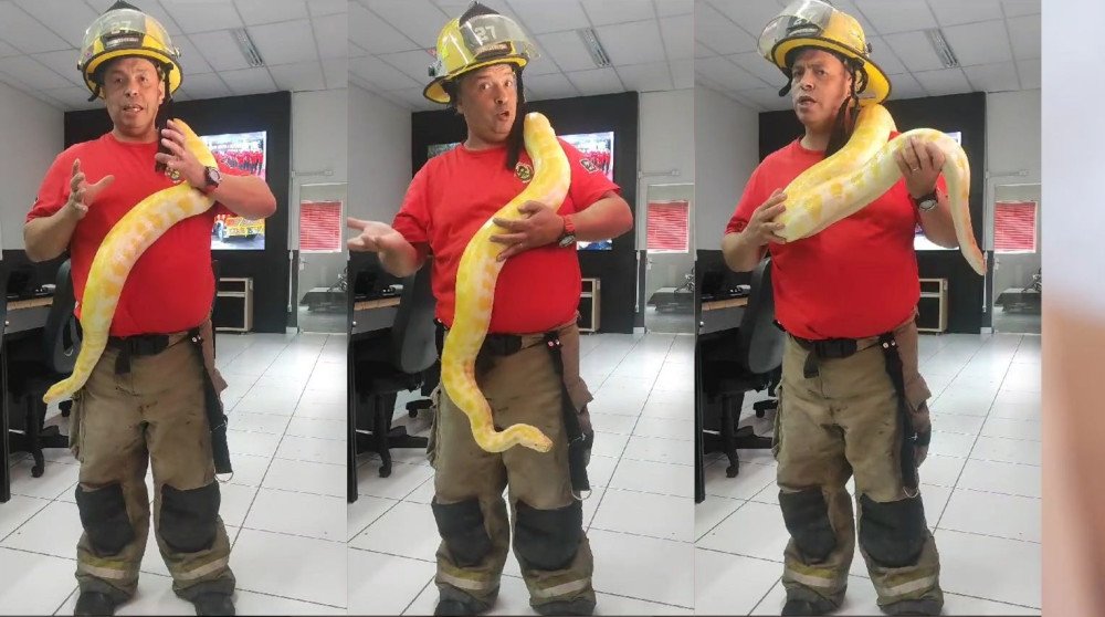 Vídeo: Píton albina, originária da Ásia, é capturada no portão de uma casa em Indaial