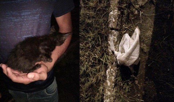 Filhote de gato é encontrado dentro de saco amarrado em Ituporanga