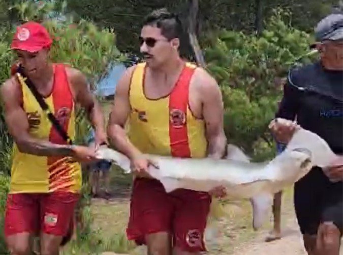 Tubarão-martelo é resgatado em praia do litoral catarinense por salva-vidas