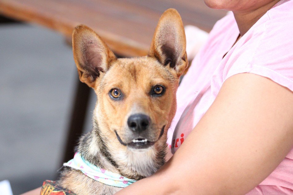 Mutirão de castração gratuita de pets acontece neste fim de semana em Blumenau; saiba onde