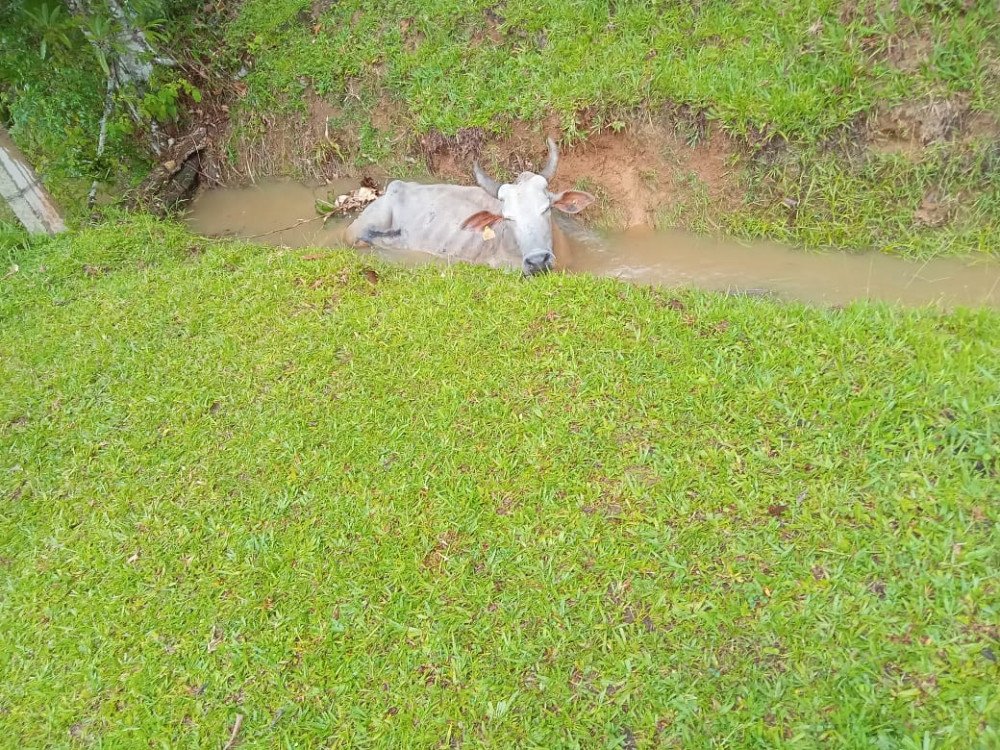 Boi cai em vala e precisa ser resgatado pelos bombeiros em Pomerode