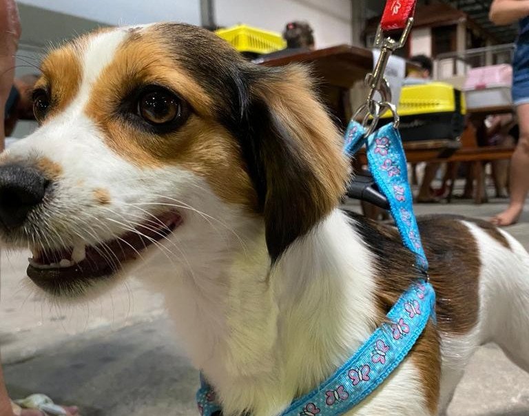 Mais de 900 animais foram castrados no mutirão de castração gratuita em Blumenau