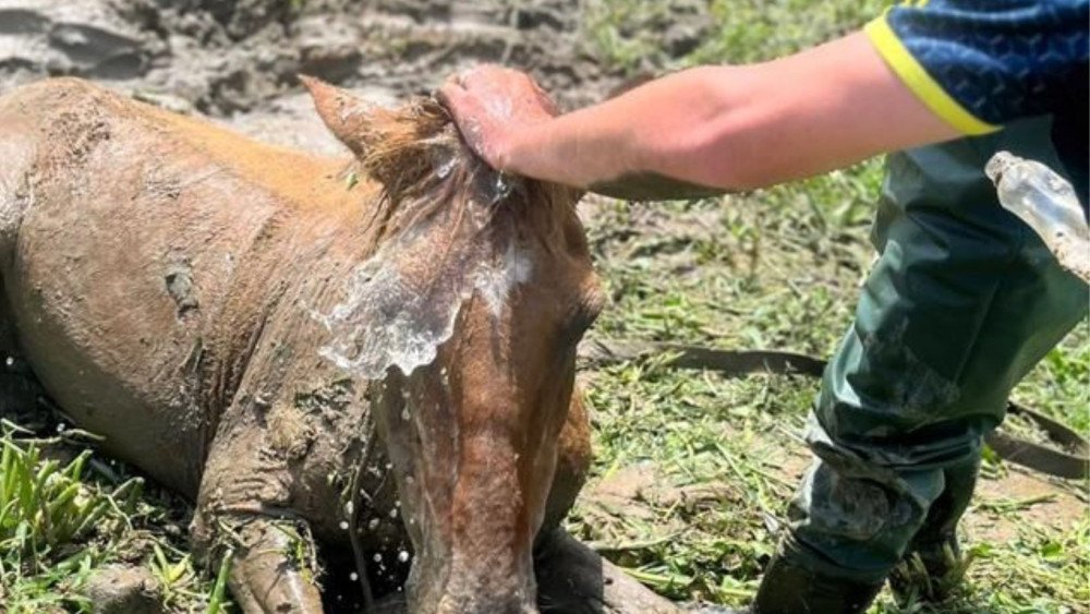 Bombeiros Voluntários de Ilhota resgatam cavalo que ficou atolado em terreno