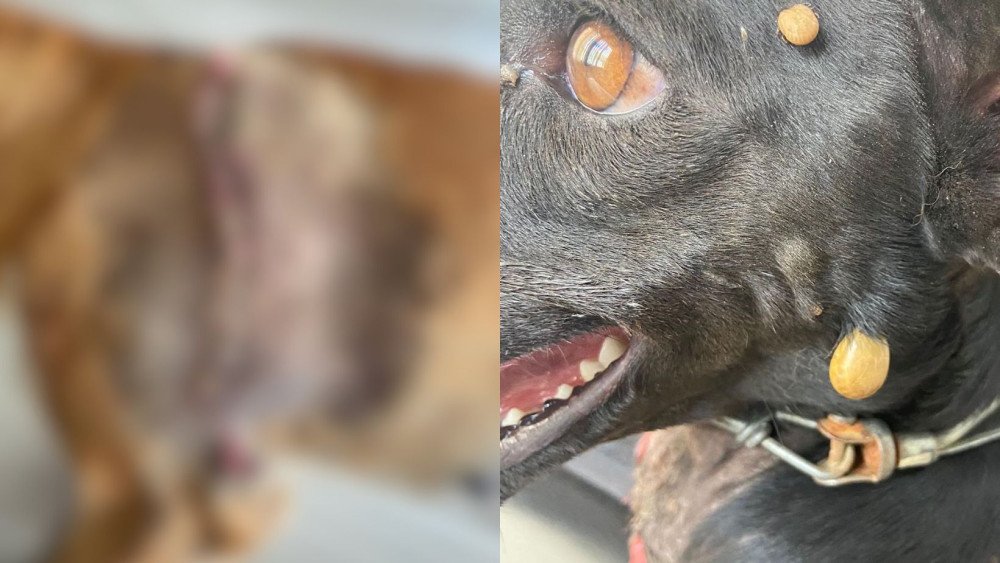 Cães de rua estão sendo vítimas de violência em Gaspar; Associação Gasparense de Amparo aos Animais pede ajuda