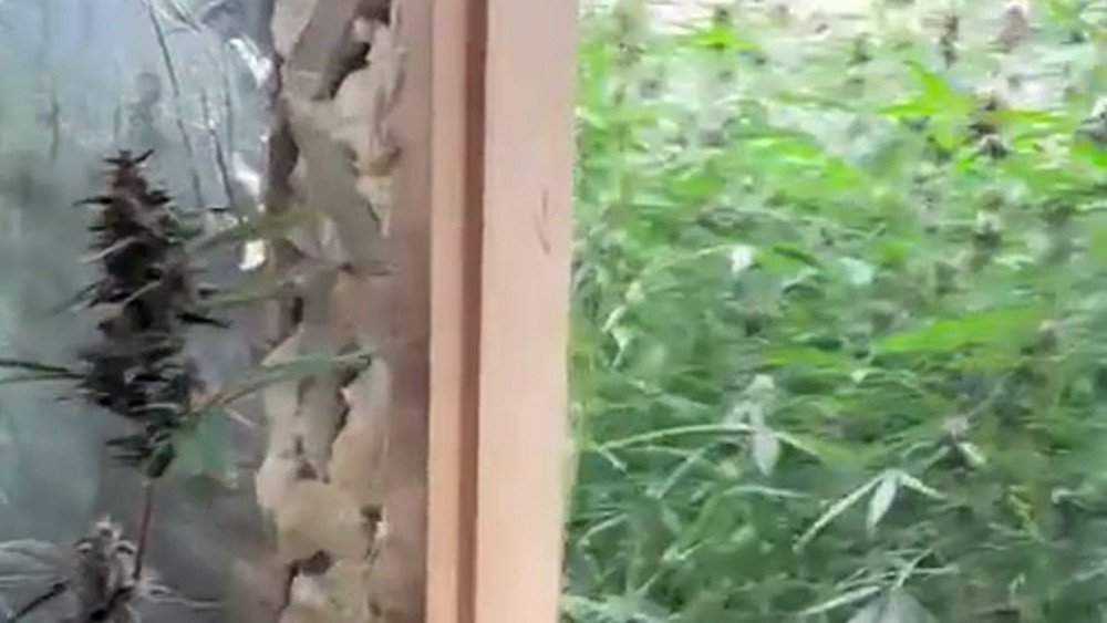 Vídeo: Polícia Civil descobre laboratório de drogas com plantação de maconha avaliada em R$ 250 mil