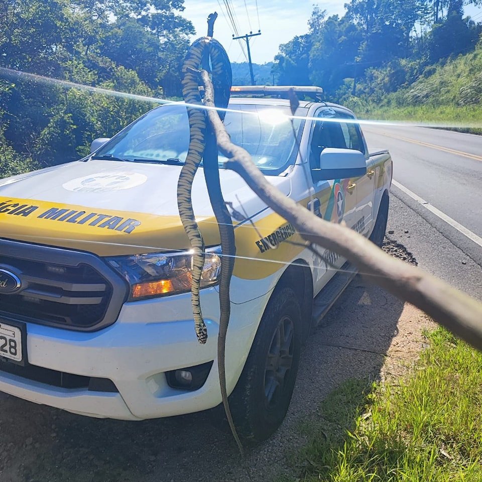 PMRv ajuda cobra Caninana a atravessar rodovia SC-390, em Lauro Müller