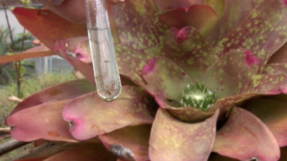 Foto: Marcos Fernandes / Portal Alexandre José