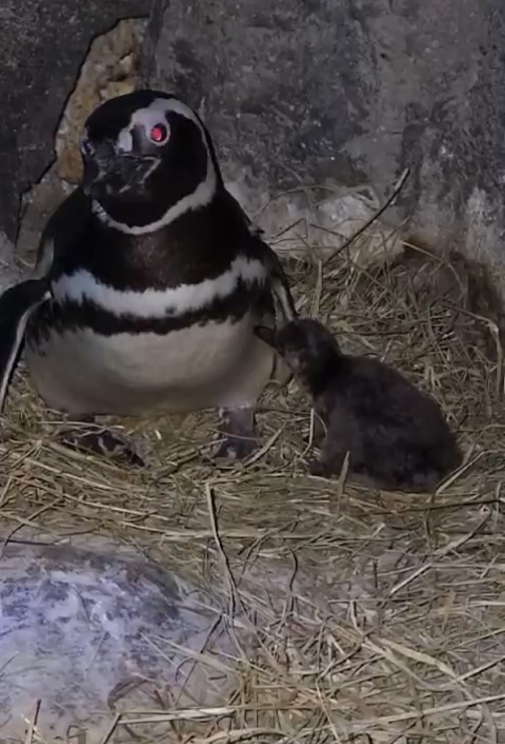 Vídeo: Aquário de Balneário Camboriú registra o nascimento de primeiro pinguim