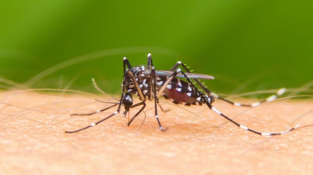 Pomerode confirma três novos casos de dengue, nesta quarta-feira