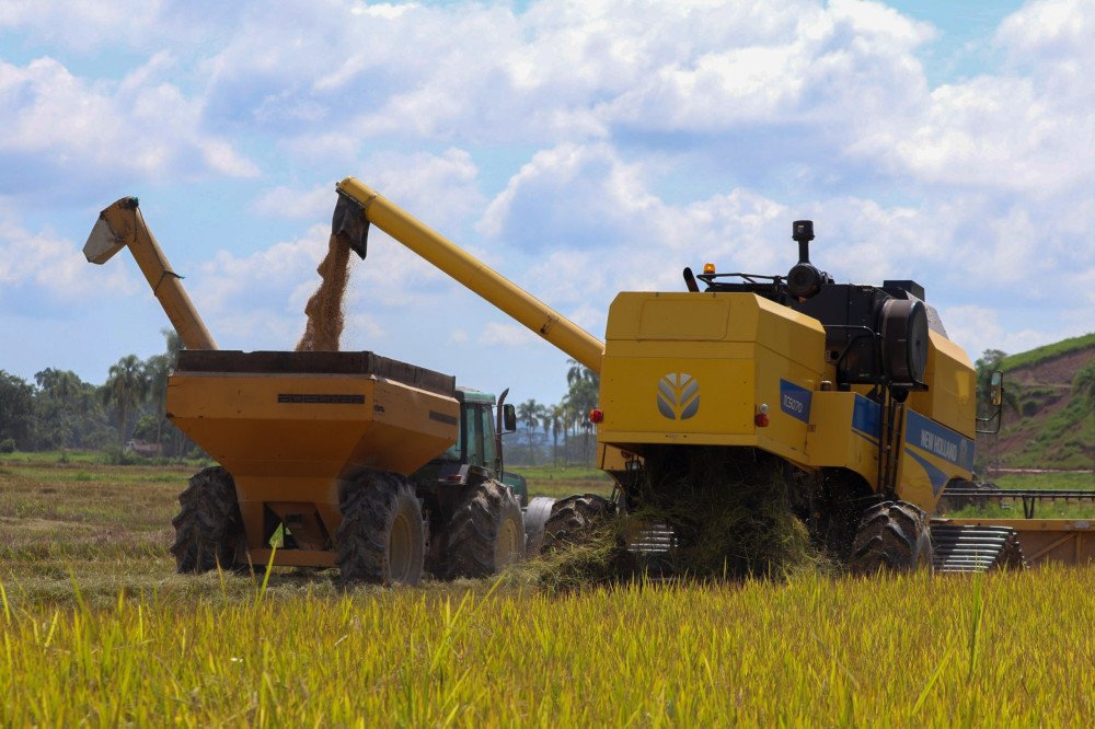 Safra de arroz em Gaspar deve movimentar R$ 50 milhões