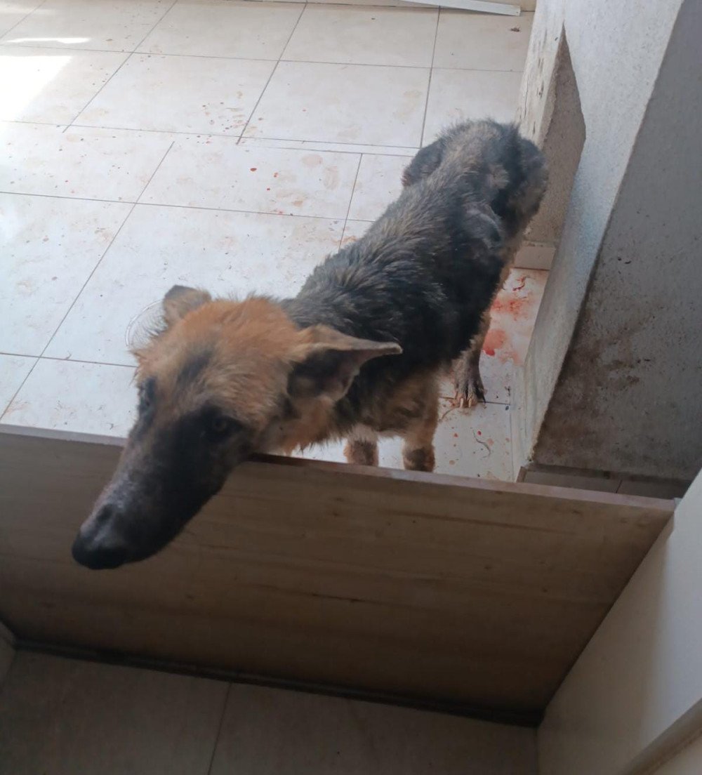 Cadela é encontrada em situação de maus-tratos e responsável é presa por maus-tratos