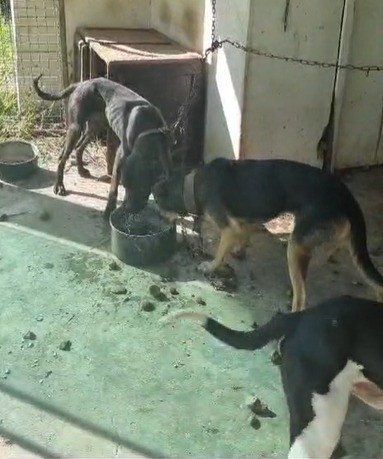 Homem é preso em flagrante por maus-tratos a três cachorros em Rodeio