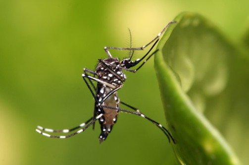 Três novos casos de dengue são confirmados nesta quarta, em Pomerode