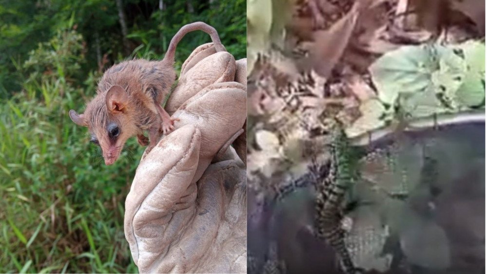 Foto: DNIT/ Divulgação