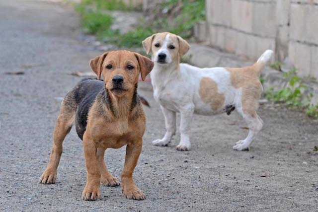 Gaspar terá mutirão de castração de animais domésticos em março