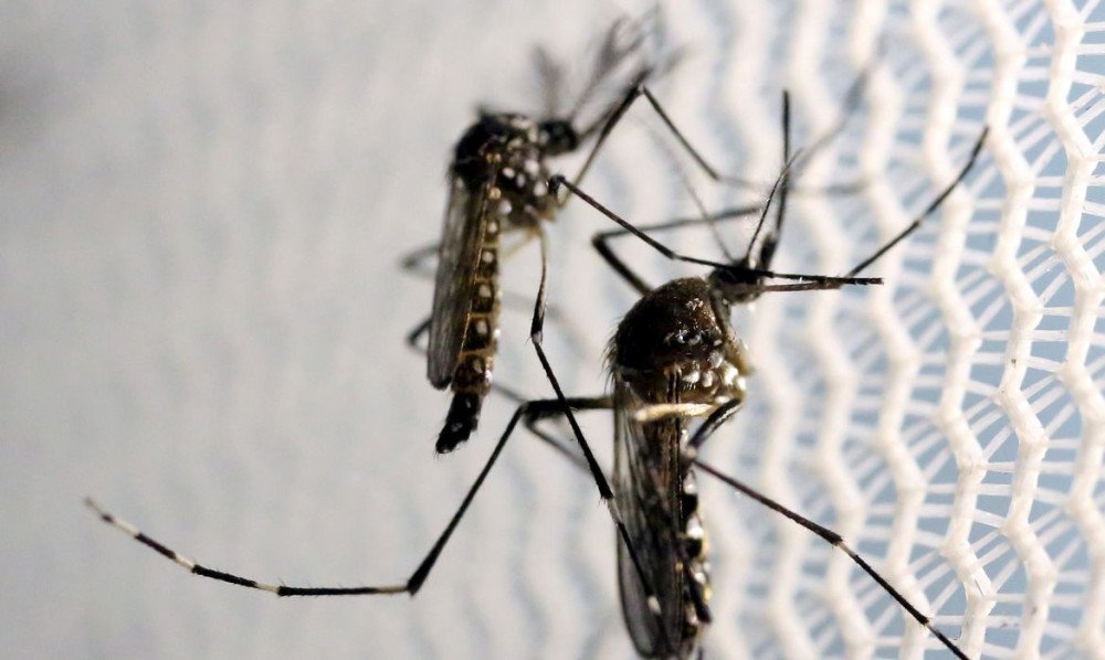 Brusque já registrou 91 casos de dengue e 147 focos do mosquito em 2024