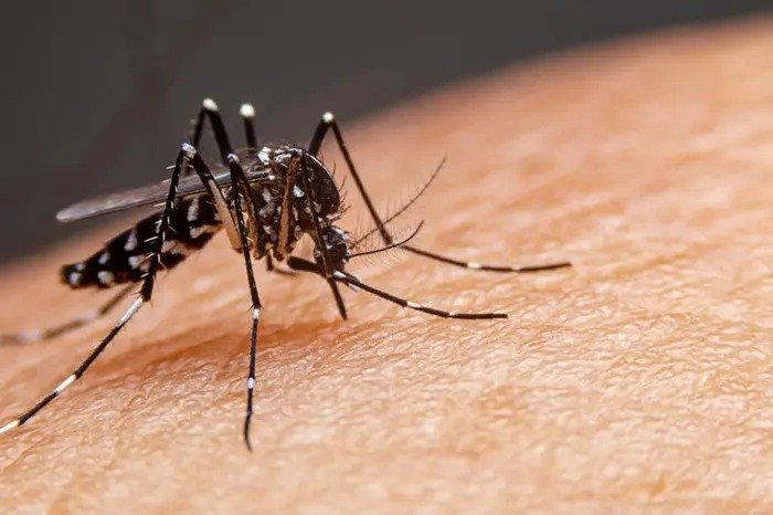 Brusque já registrou 271 casos de dengue e 233 focos do mosquito em 2024