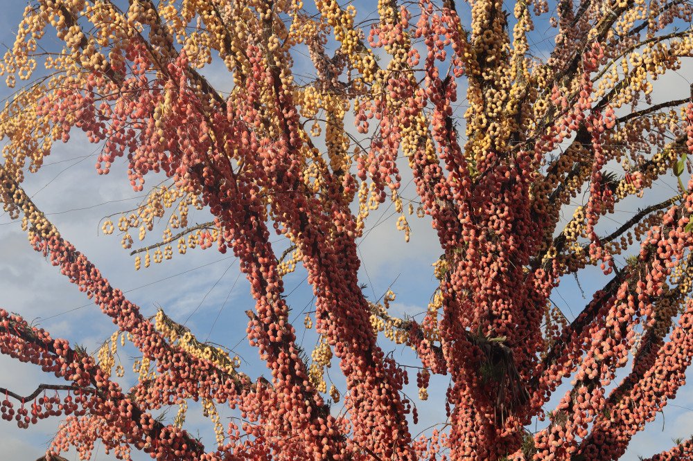 Pomerode se prepara para reta final da 16ª Osterfest