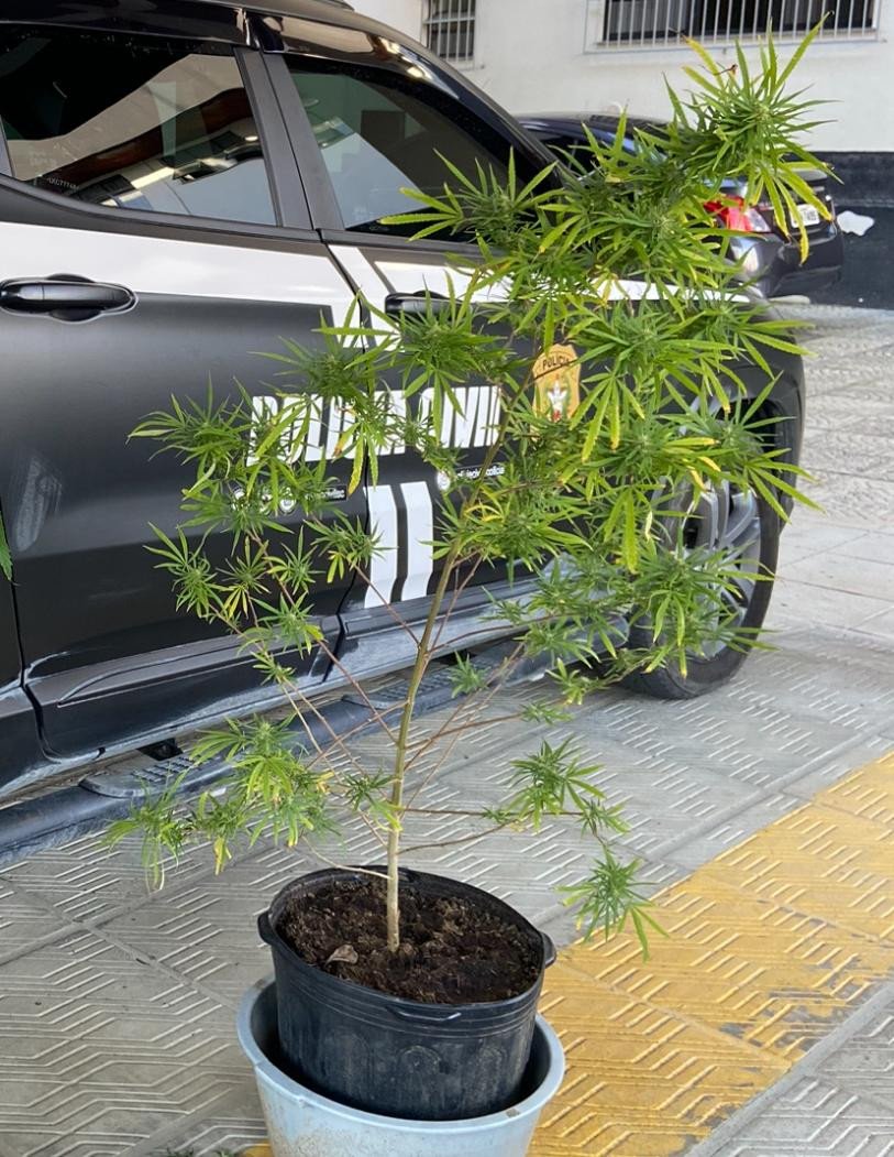 Jovem de 18 anos é preso em flagrante por tráfico de drogas em Rio do Sul