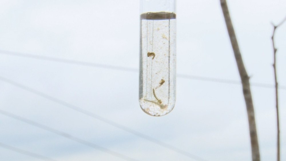 Indaial altera serviços da Saúde devido ao aumento de casos de dengue; veja