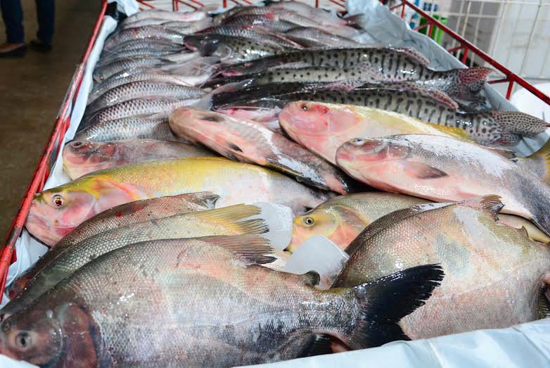 Mercado Público de Rio do Sul terá feira do peixe vivo a partir de quarta