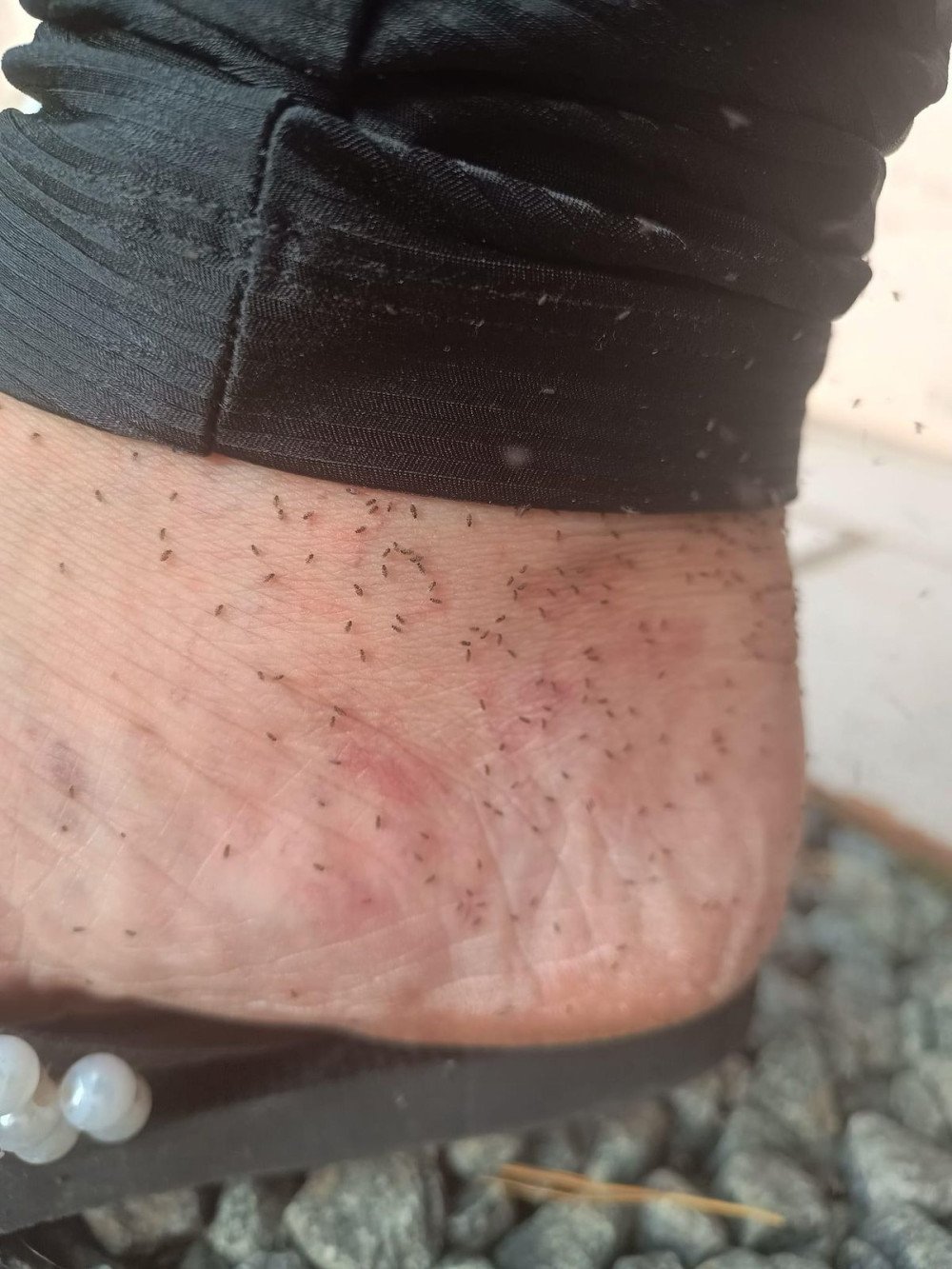 Luiz Alves decreta situação de emergência por infestação de maruins; entenda