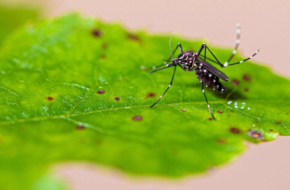 SC ultrapassa 100 mil casos prováveis de dengue; Saúde alerta para a importância da hidratação