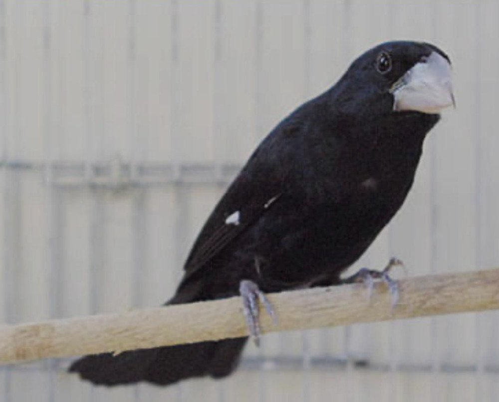 Suspensão de eventos com aves continua em SC; Estado reforça medidas