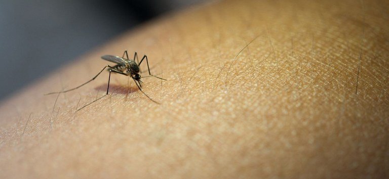 Timbó decreta situação de emergência por causa da dengue