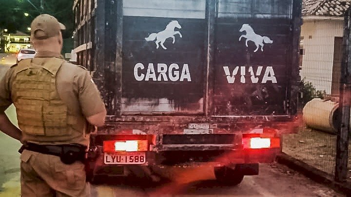 Sancionada lei que amplia punição para envolvidos com a Farra do Boi em SC