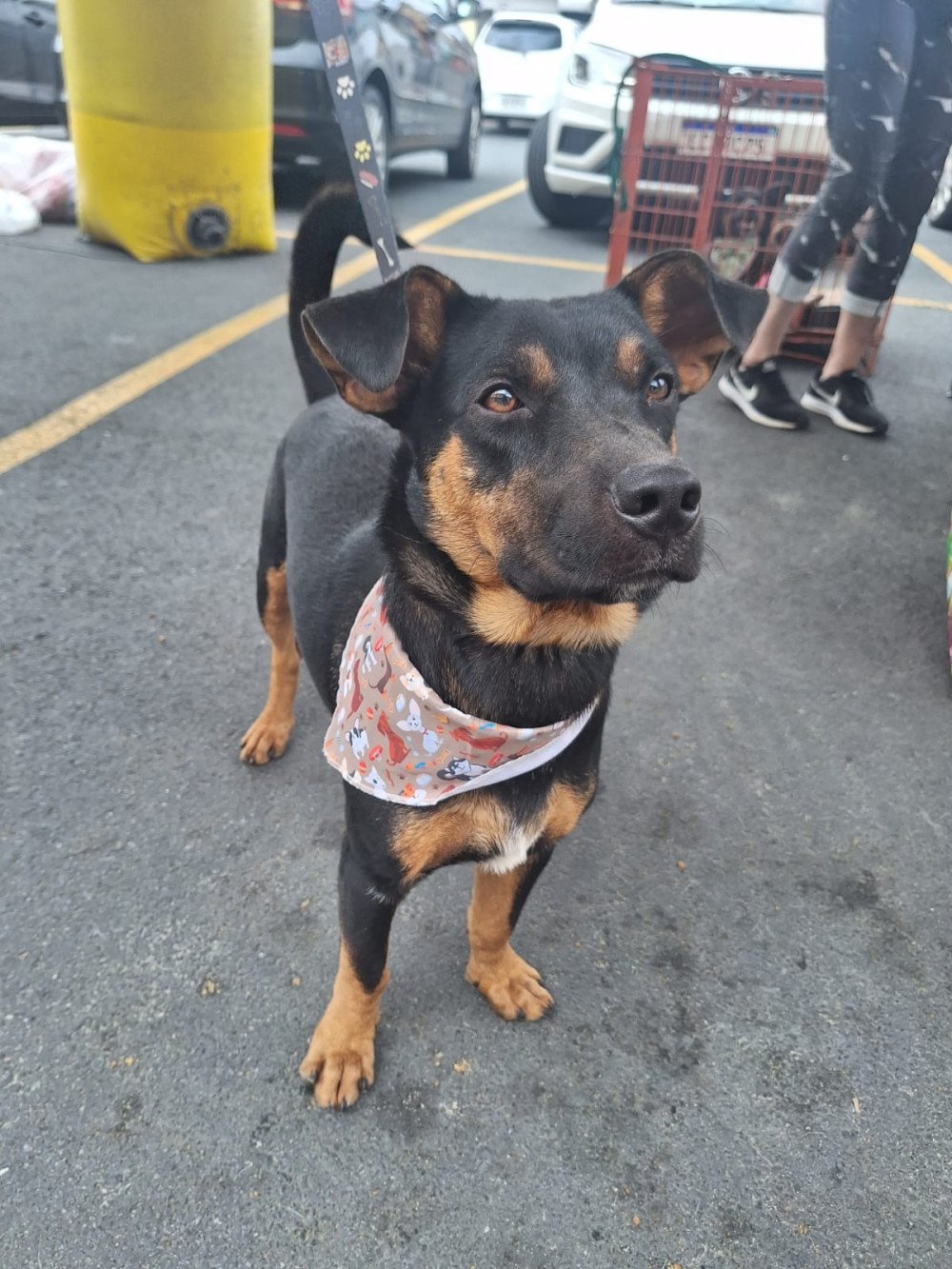 Feira de Adoção Pet acontece neste domingo no Shopping Park Europeu em Blumenau