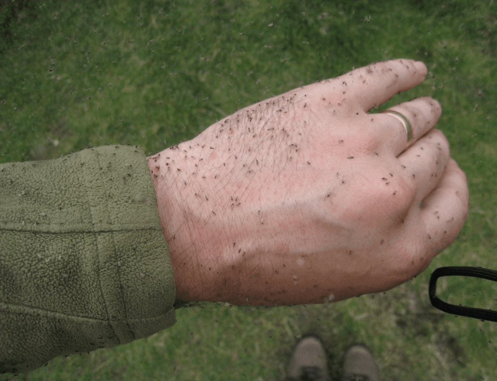 Luiz Alves inicia testes com controlador biológico para maruins