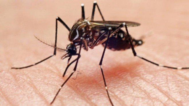 Brasil atinge 1,6 mil mortes confirmadas por dengue