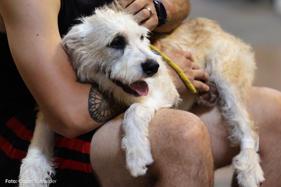 Mutirão de castração gratuita de animais começa nesta sexta-feira em Blumenau