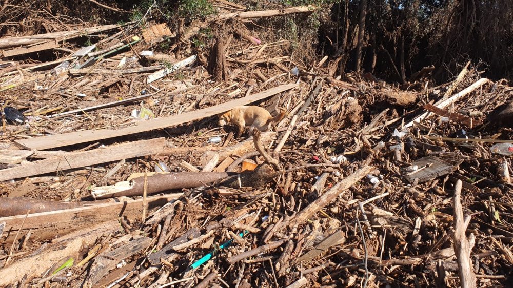 Vídeo: Cão de busca dos bombeiros de SC encontra corpo soterrado no RS