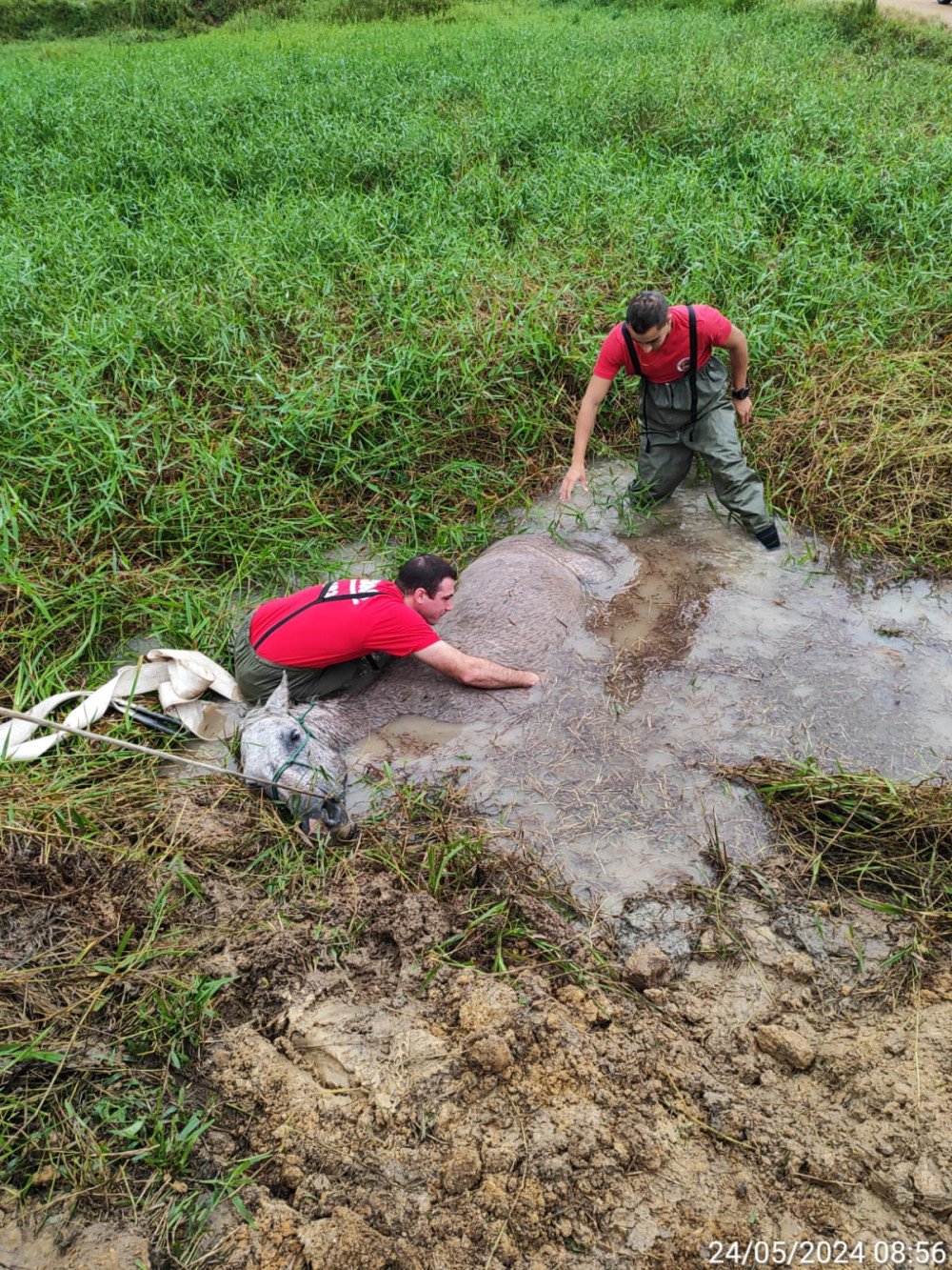 Égua atola em banhado e bombeiros são chamados para resgate em Gaspar