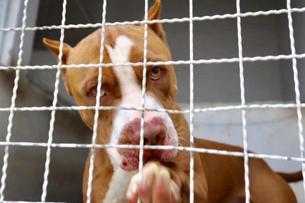 Estado cria protocolo para cumprimento da Lei do Pit Bull em SC; entenda