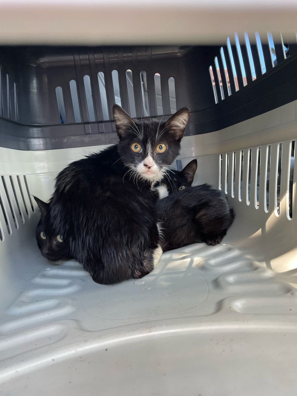 Polícia Civil resgata quatro filhotes de gato abandonados na Velha, em Blumenau