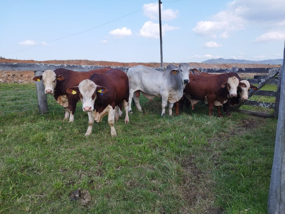 Bovinocultura movimentou cerca de R$ 8 milhões no ano de 2023 em Gaspar