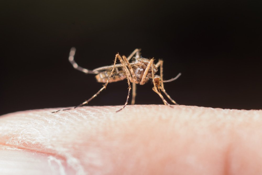 Brusque chega a quase 3 mil casos confirmados de dengue