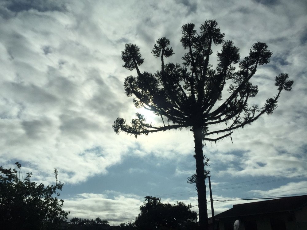 Domingo tem sol entre nuvens em Blumenau, confira a previsão completa