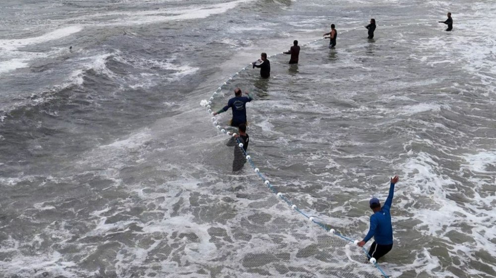 Safra da Tainha de 2024 já é maior que dos últimos dois anos