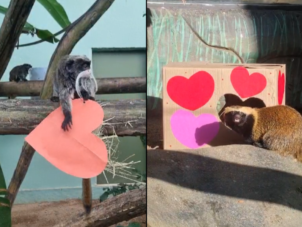 Explode coração: animais de zoológico recebem presente de dia dos namorados; veja os vídeos