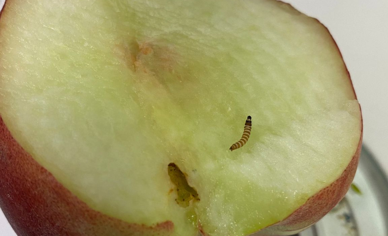 Lagarta encontrada em carga de pêssegos em Guarulhos poderia acabar com frutas no Brasil?