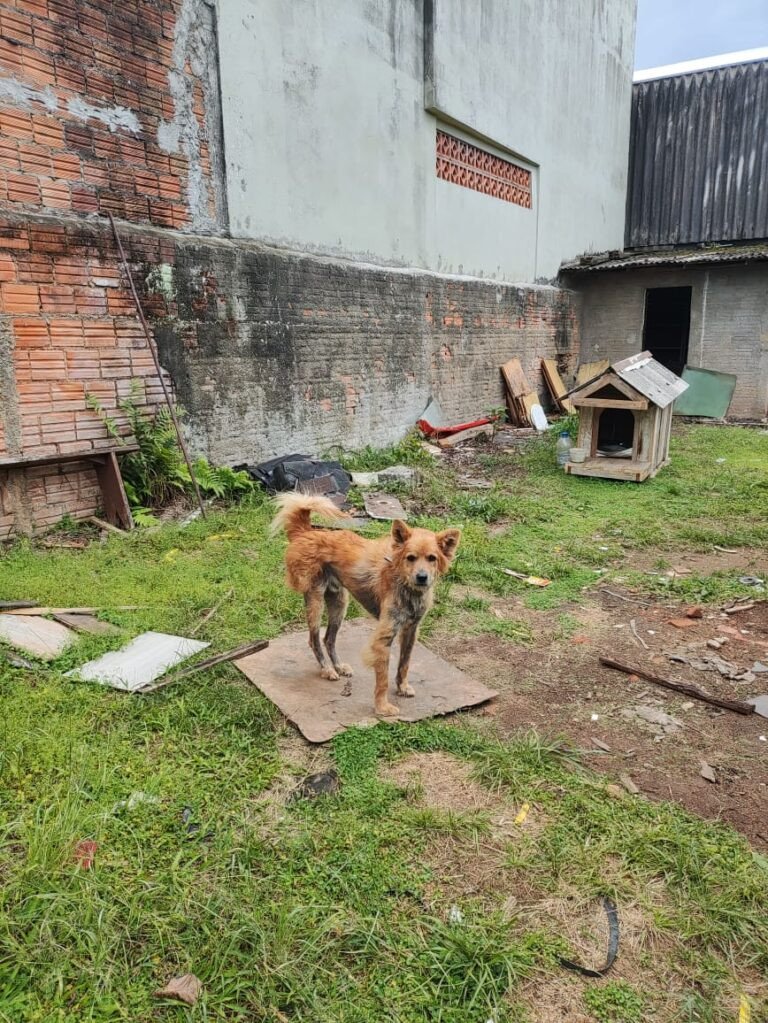 Foto: Divulgação/PSCS