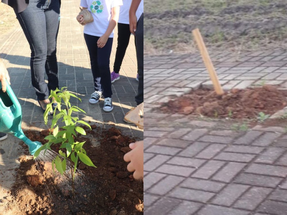 Vandalismo: mudas de árvores plantadas por crianças de escola de Gaspar são arrancadas