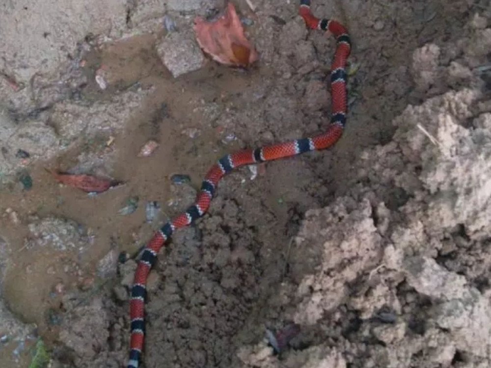 Cobra coral é encontrada em escola de Timbó