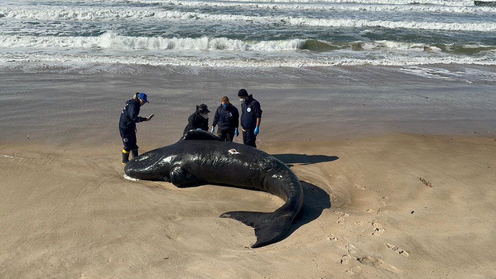Filhote de baleia-franca resgatado em Imbituba não reencontra a mãe e é localizado morto em SC